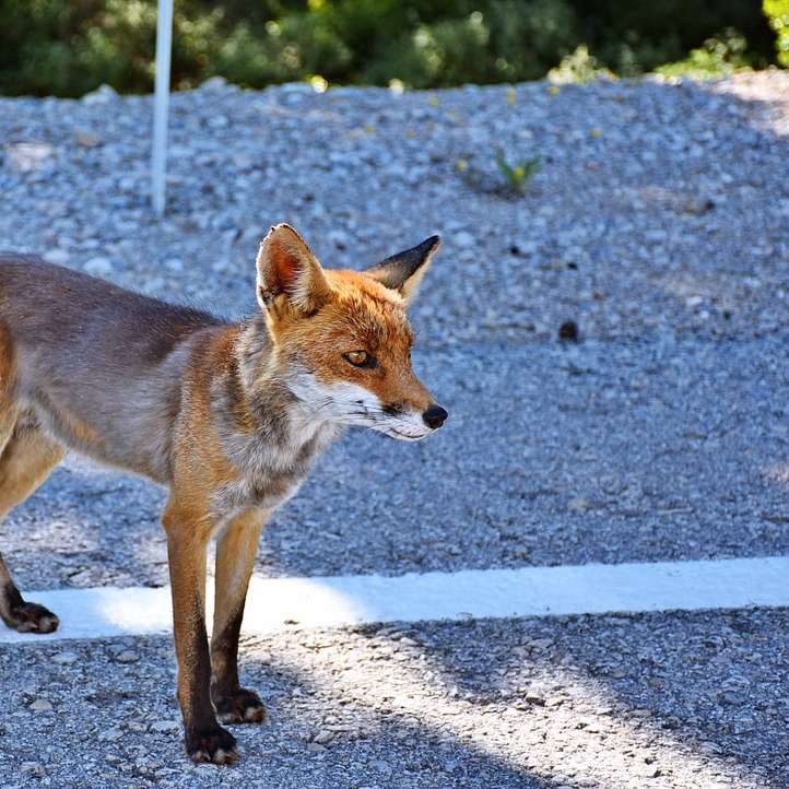 brązowy lis na szarej betonowej drodze w ciągu dnia puzzle online