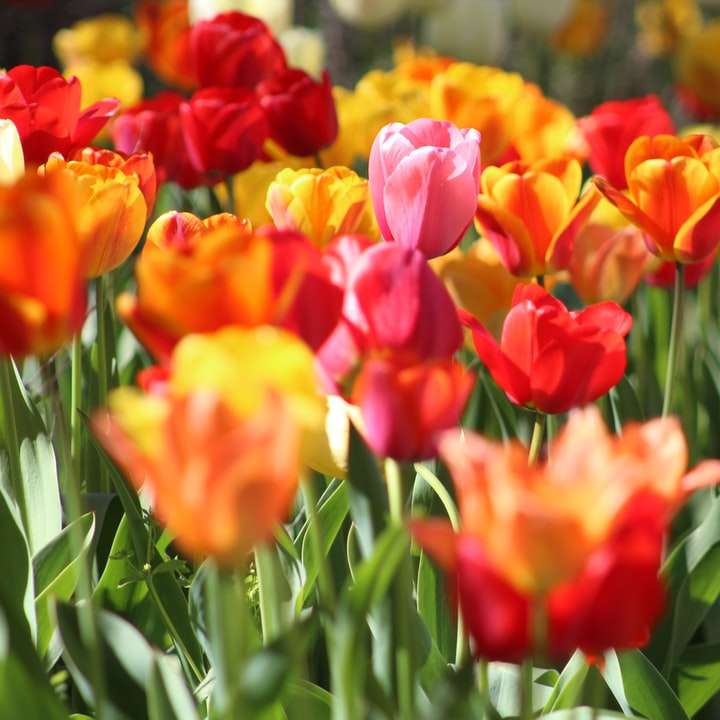 válogatott virágok napközbeni makró fotózáshoz csúszó puzzle online