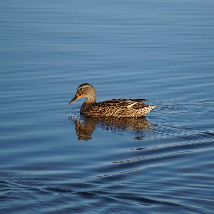 brown duck on water during daytime online puzzle
