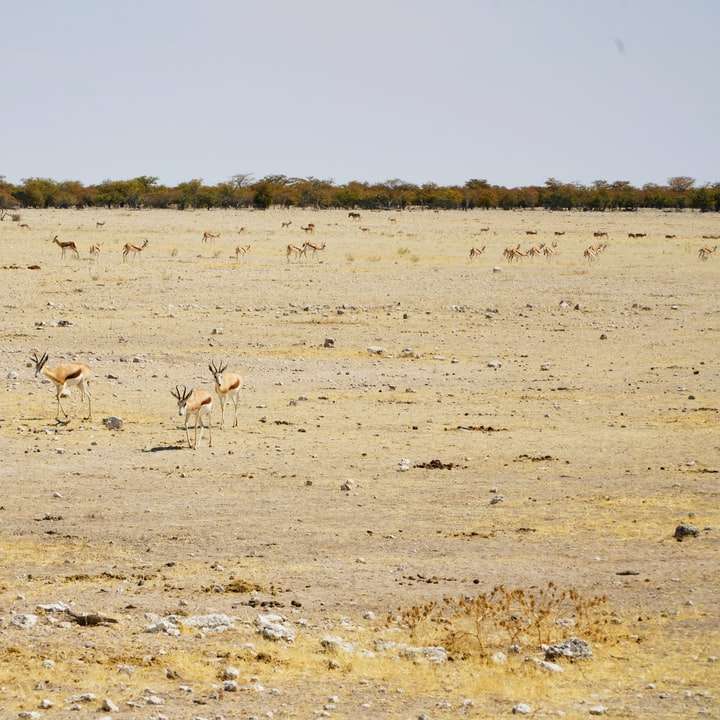 Grupo de ciervos en campo marrón durante el día rompecabezas en línea