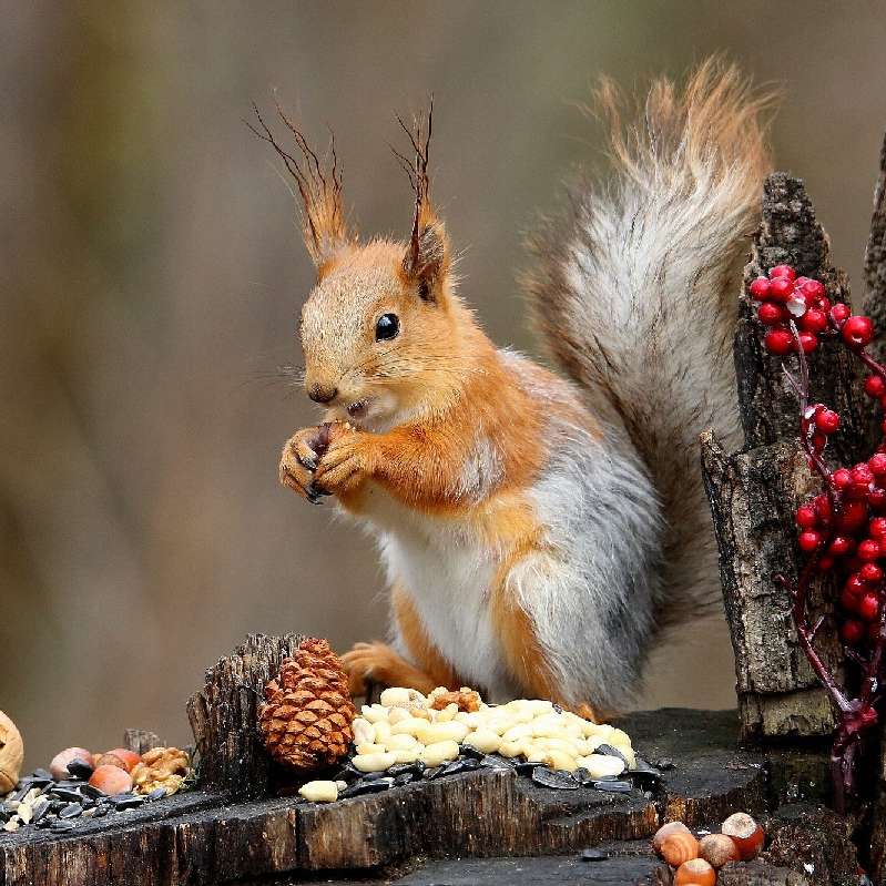 Breakfast in the woods .......................... online puzzle