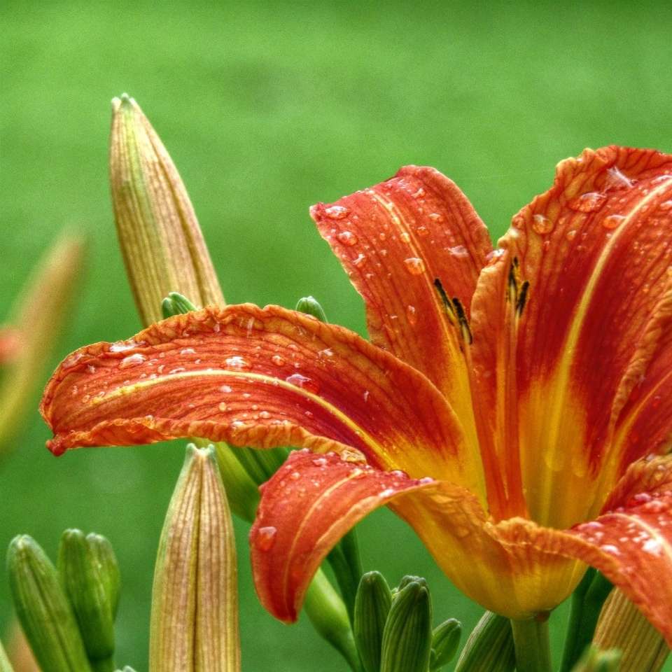 kwitnąca pomarańczowa lilia w ogrodzie puzzle przesuwne online
