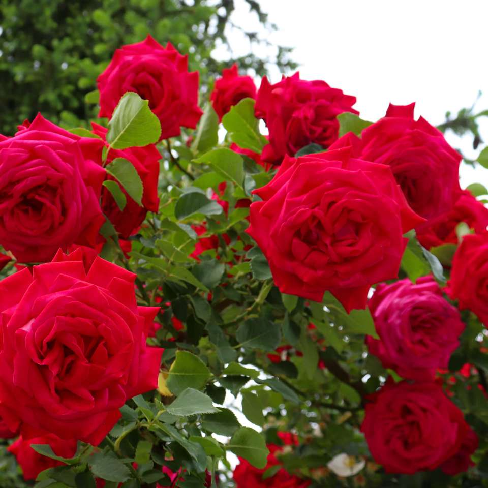 Bush dużych czerwonych róż puzzle przesuwne online