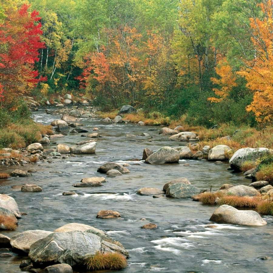 Color autumn by the river online puzzle