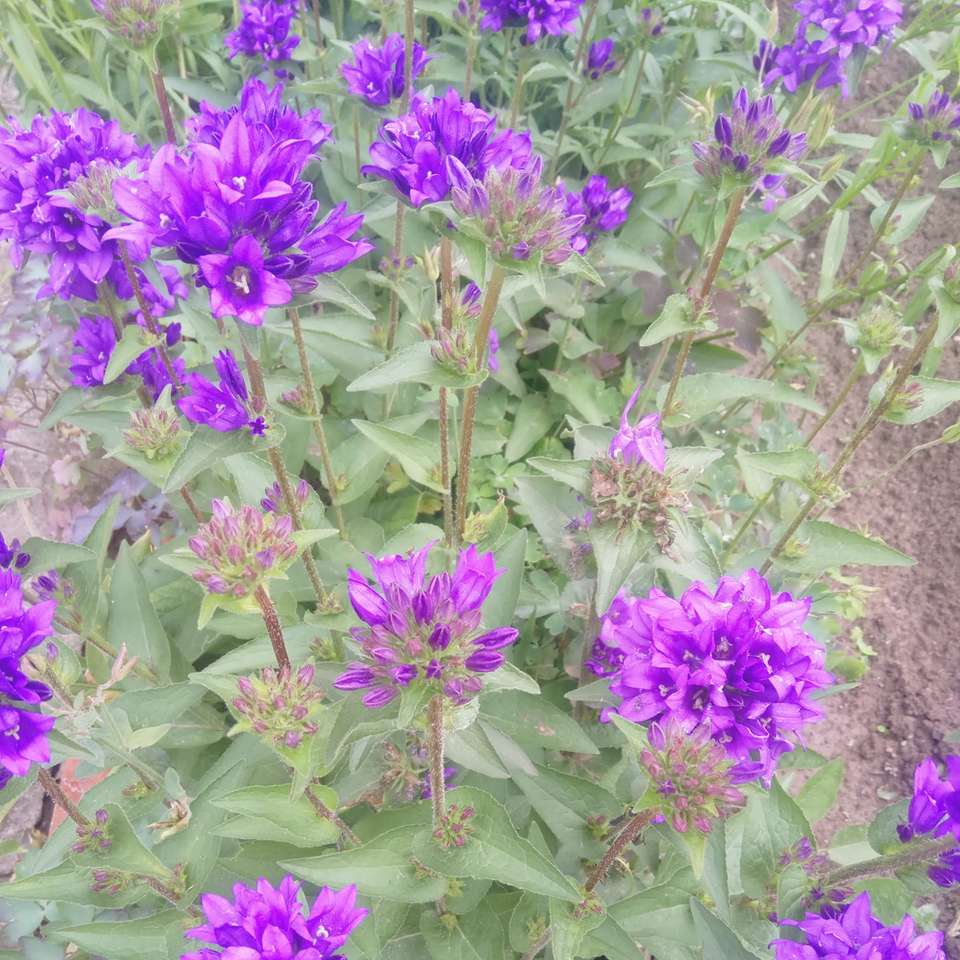 цветок из летнего сада онлайн-пазл