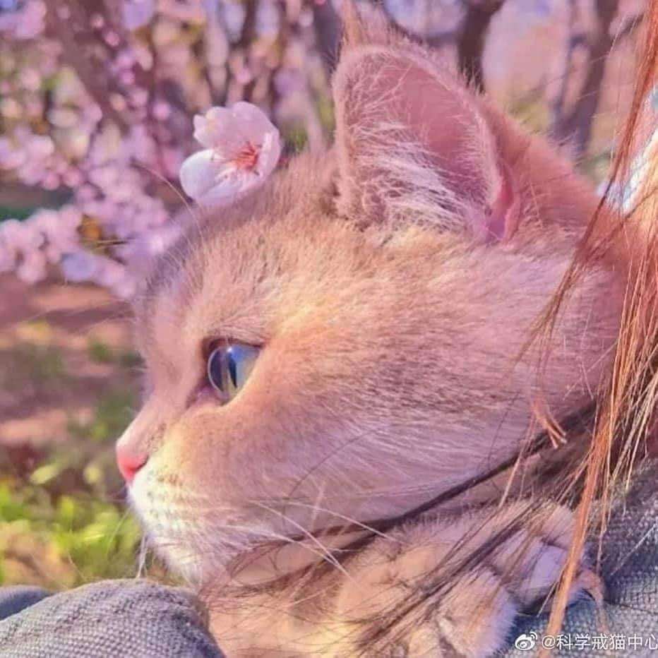 piękny kotek i delikatne kolory puzzle przesuwne online
