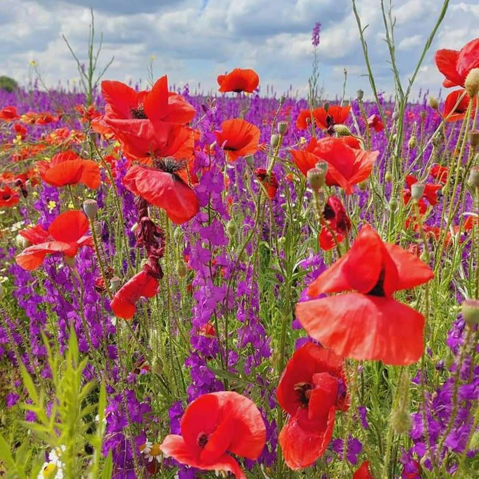 amapolas del prado y flores de verano puzzle deslizante online
