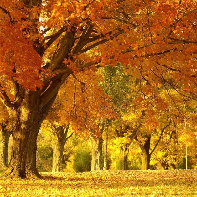 Gyllene hösten glidande pussel online