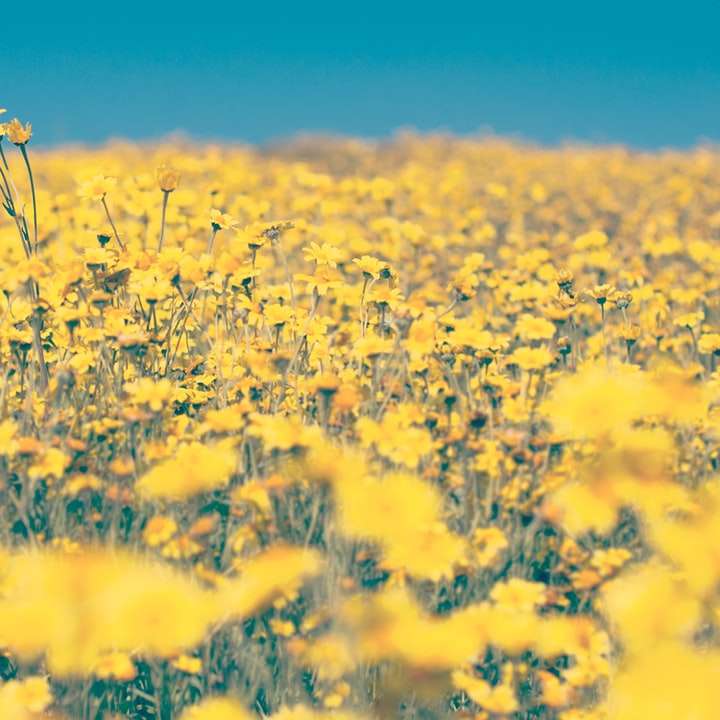 неглибокий фокус фото жовтих квітів онлайн пазл