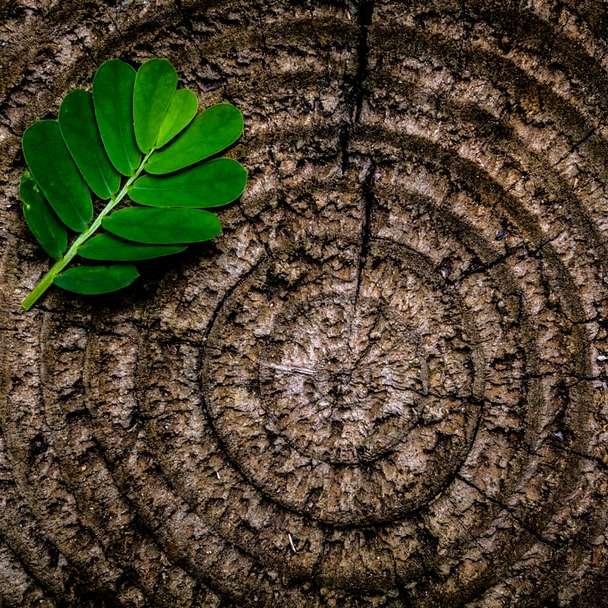 zielona roślina liściasta na brązowej platformie puzzle przesuwne online
