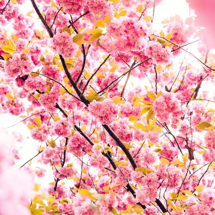 růžové okvětní květy online puzzle