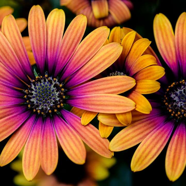 yellow-and-pink daisies online puzzle