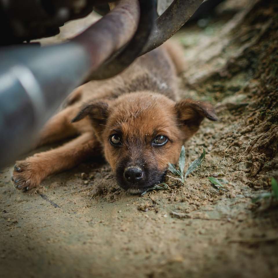 коричневый короткошерстный щенок лежит на земле онлайн-пазл