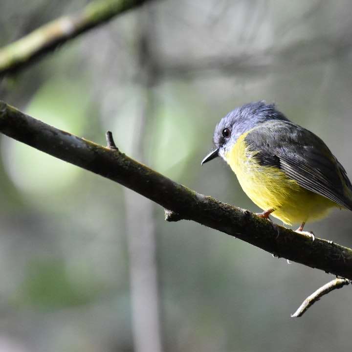 szary i żółty ptak na gałęzi drzewa puzzle online