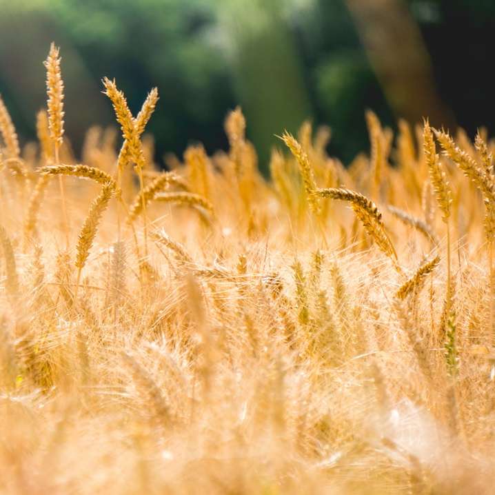 поле коричневой пшеницы онлайн-пазл