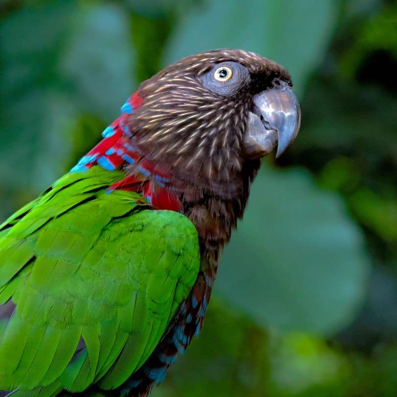 зелена и червена птица в фотография отблизо онлайн пъзел