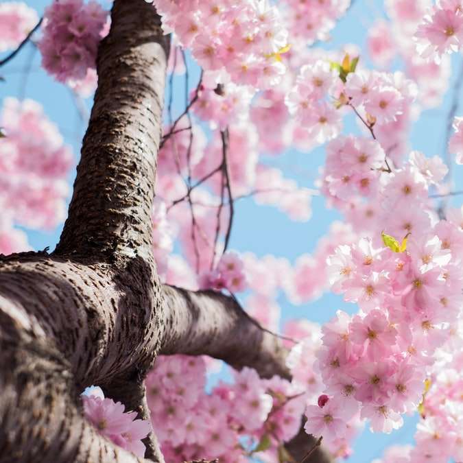 fotografie cu unghi mic a copacului cu flori de cireș alunecare puzzle online