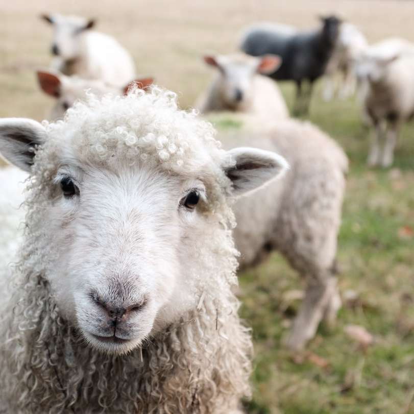 weiße Schafe auf grünem Gras tagsüber Online-Puzzle