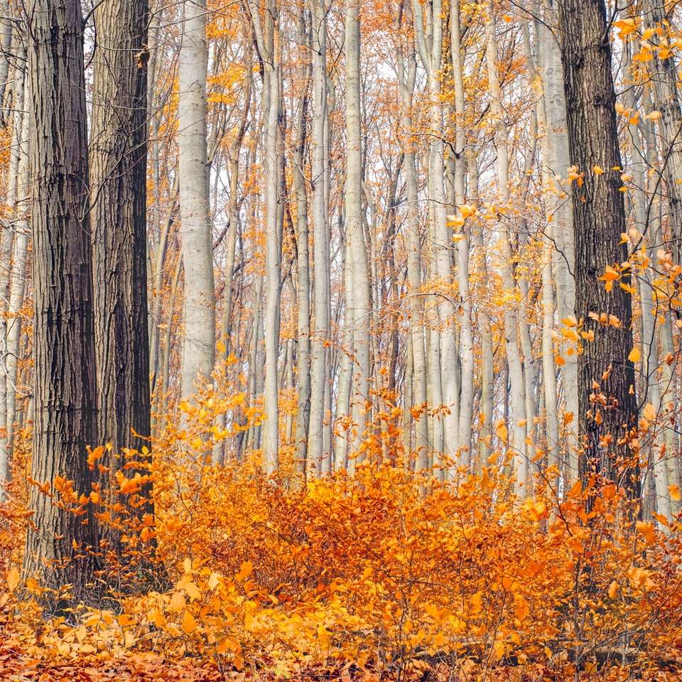 hnědé listnaté stromy během dne posuvné puzzle online