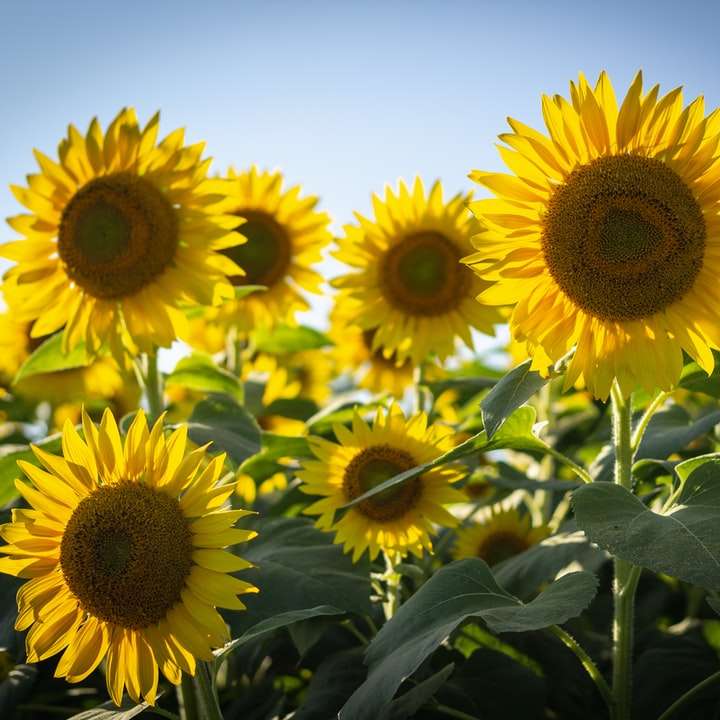 gelbe Sonnenblumen blühen Online-Puzzle