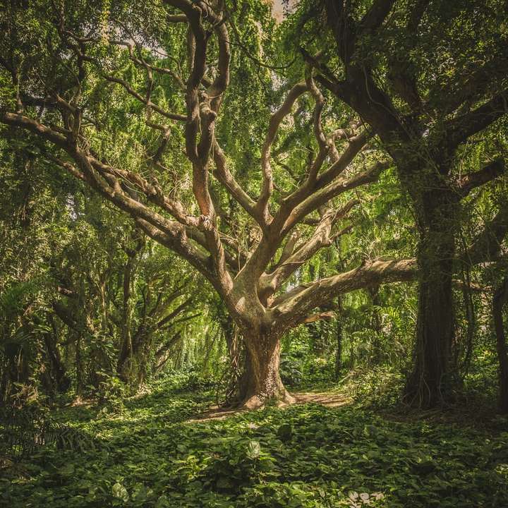 grote boom midden in het bos overdag schuifpuzzel online