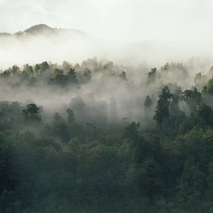 alberi dalle foglie verdi coperti dalla nebbia durante il giorno puzzle online