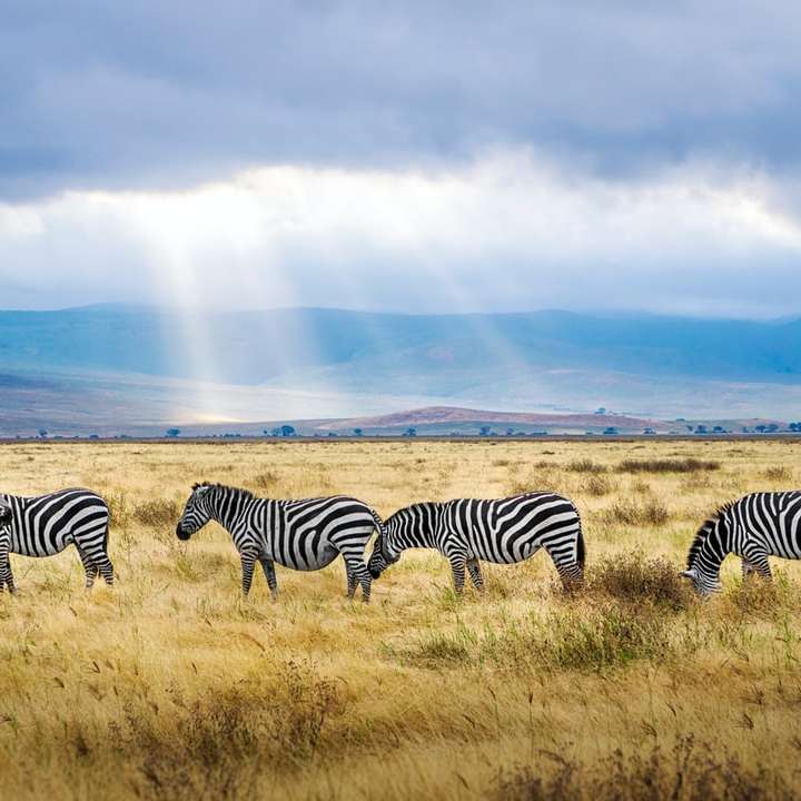 vijf zwart-witte zebra's schuifpuzzel online