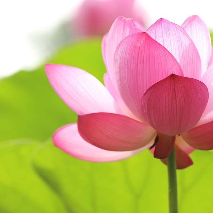 photo d'une fleur de lotus sur le point de fleurir puzzle coulissant en ligne