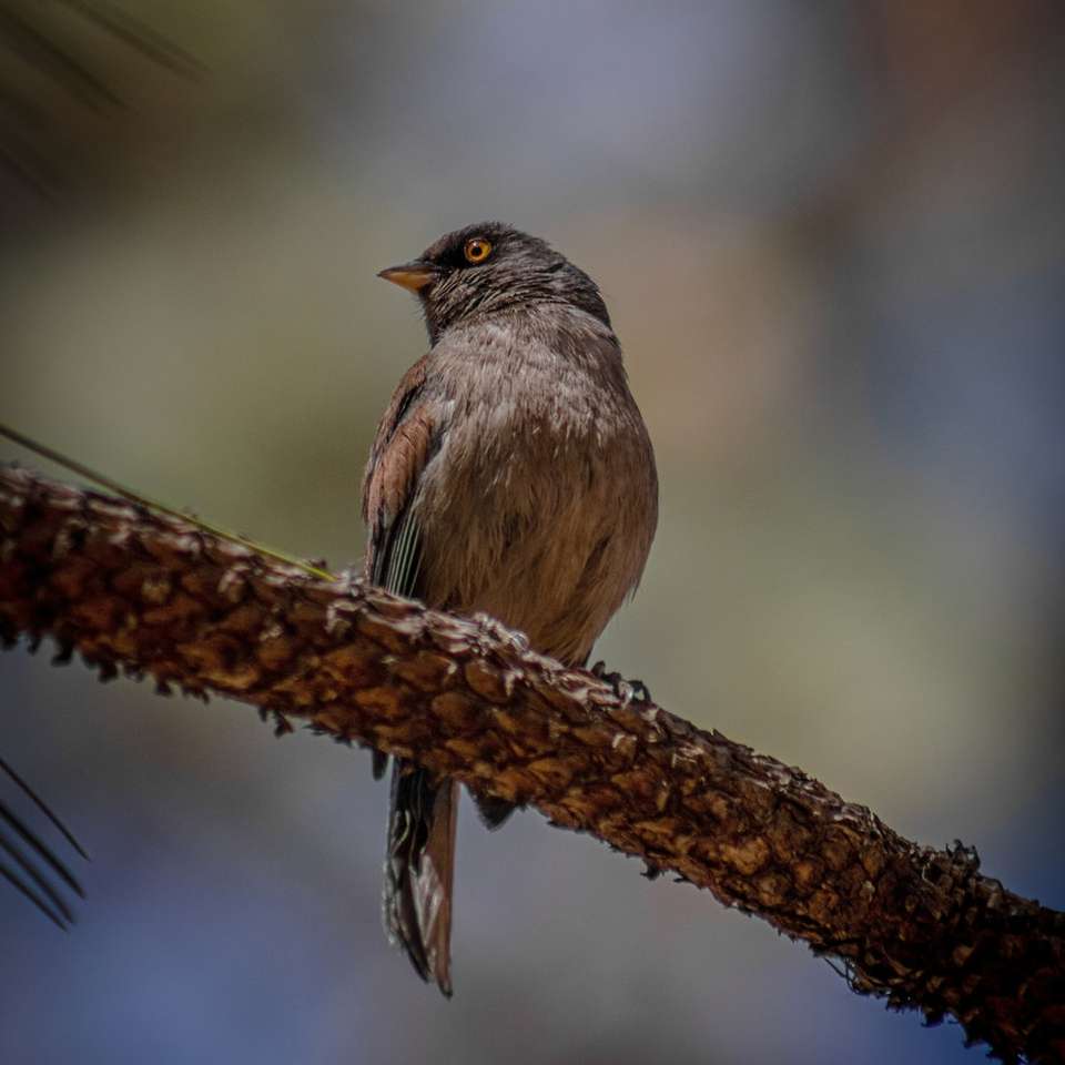 brun fågel uppflugen på brun trädgren Pussel online