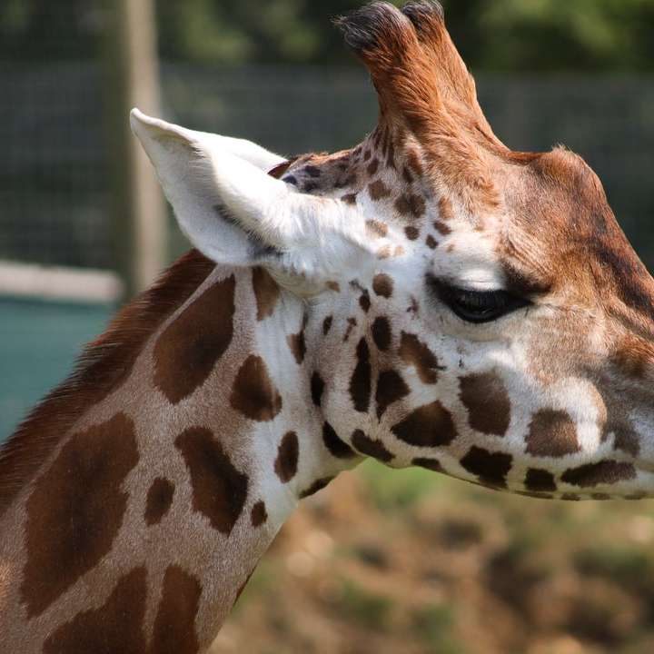 Flaches Fokusfoto von weißer und brauner Giraffe Schiebepuzzle online