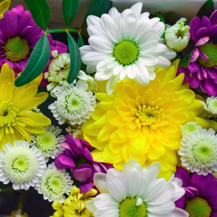 κίτρινα και μοβ λουλούδια σε κοντινή φωτογραφία συρόμενο παζλ online