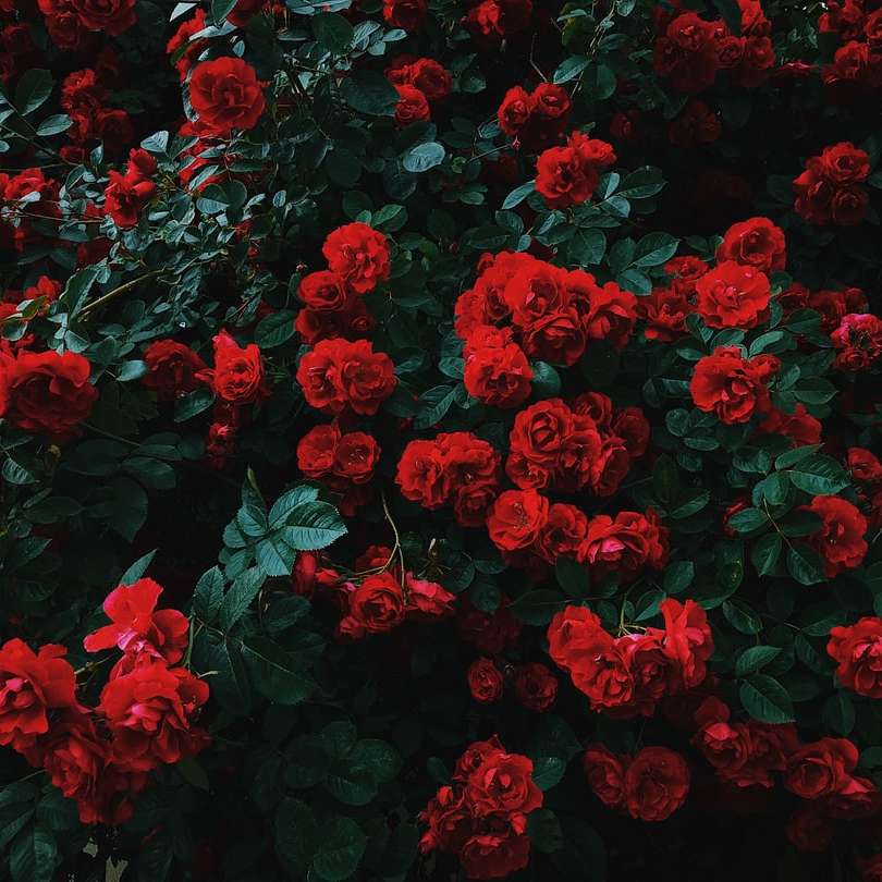 Bett aus roten Rosen in voller Blüte Schiebepuzzle online