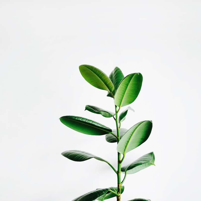 planta cu frunze verzi puzzle online