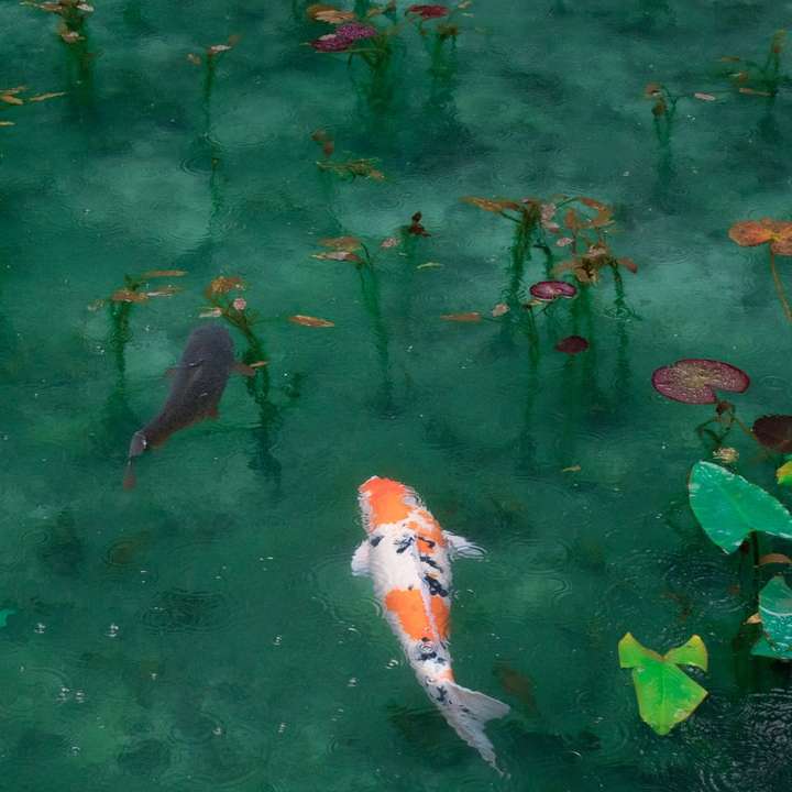 foto de dos peces koi negros, blancos y anaranjados rompecabezas en línea