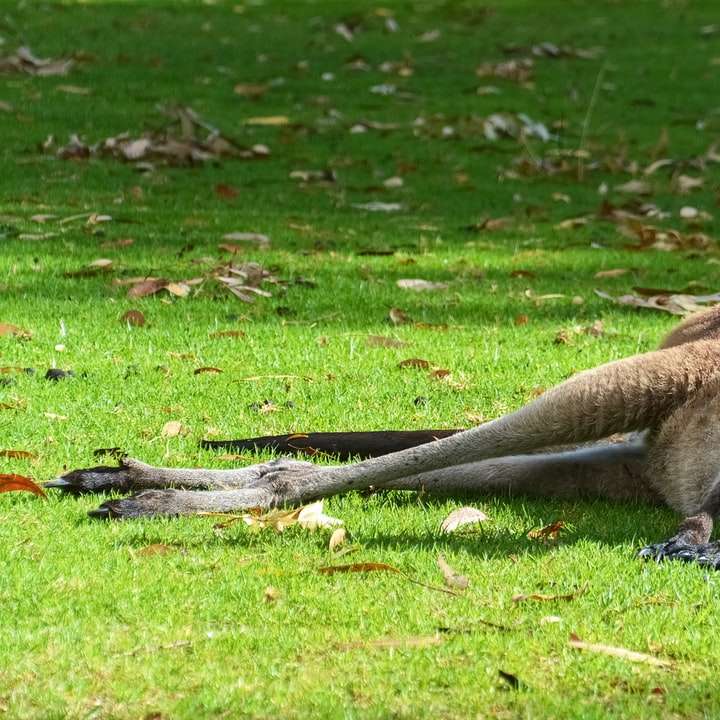 bruine kangoeroe die overdag op groen grasveld ligt schuifpuzzel online