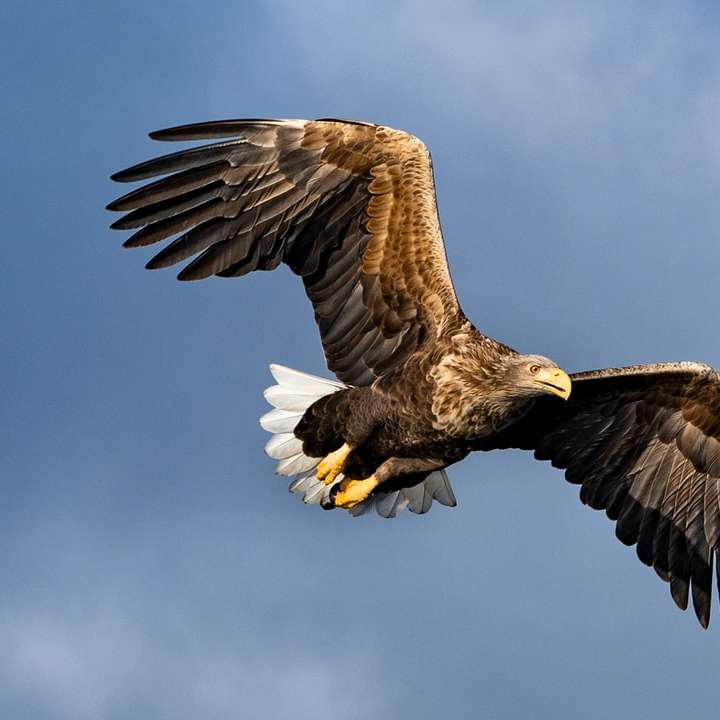Águila marrón y blanca volando bajo un cielo azul durante el día rompecabezas en línea