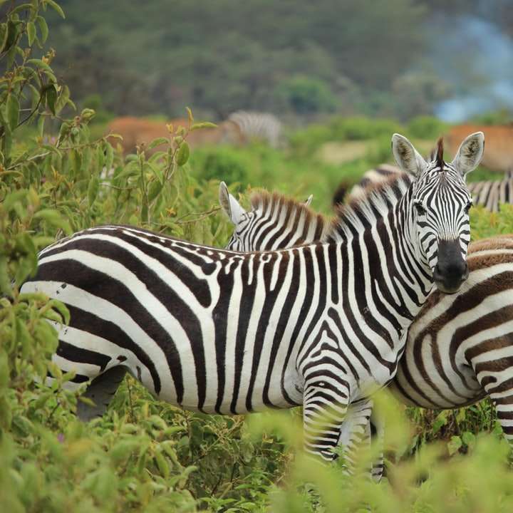 zebra on green farm sliding puzzle online