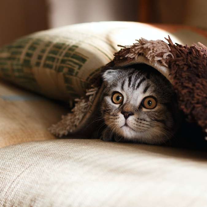 brown Scottish fold in brown thick-pile blanket online puzzle
