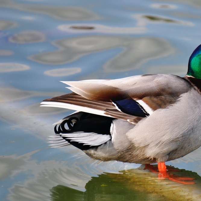 зелена, сива и кафява патица във водно тяло плъзгащ се пъзел онлайн