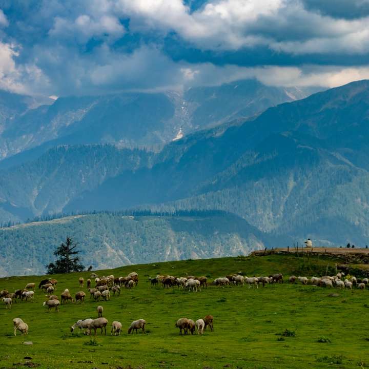 troupeau de moutons sur la colline herbeuse verte pendant la journée nuageuse puzzle coulissant en ligne