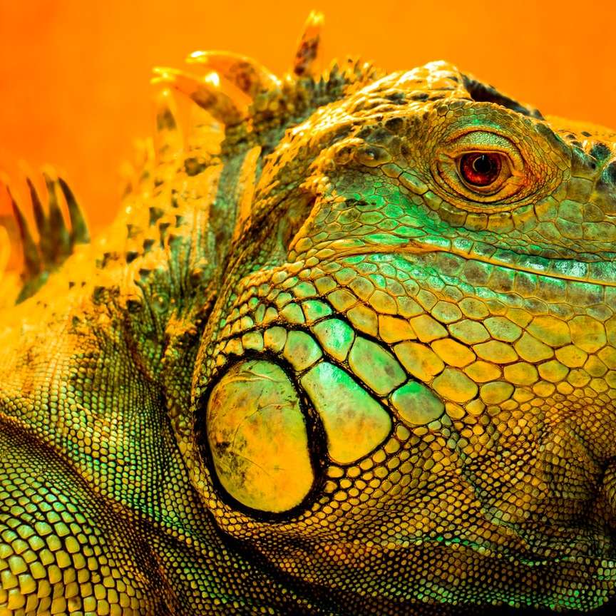 iguana verde alunecare puzzle online