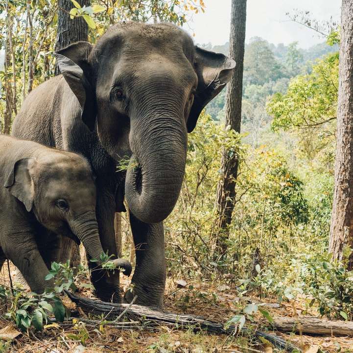 木の近くの2頭の象 スライディングパズル・オンライン