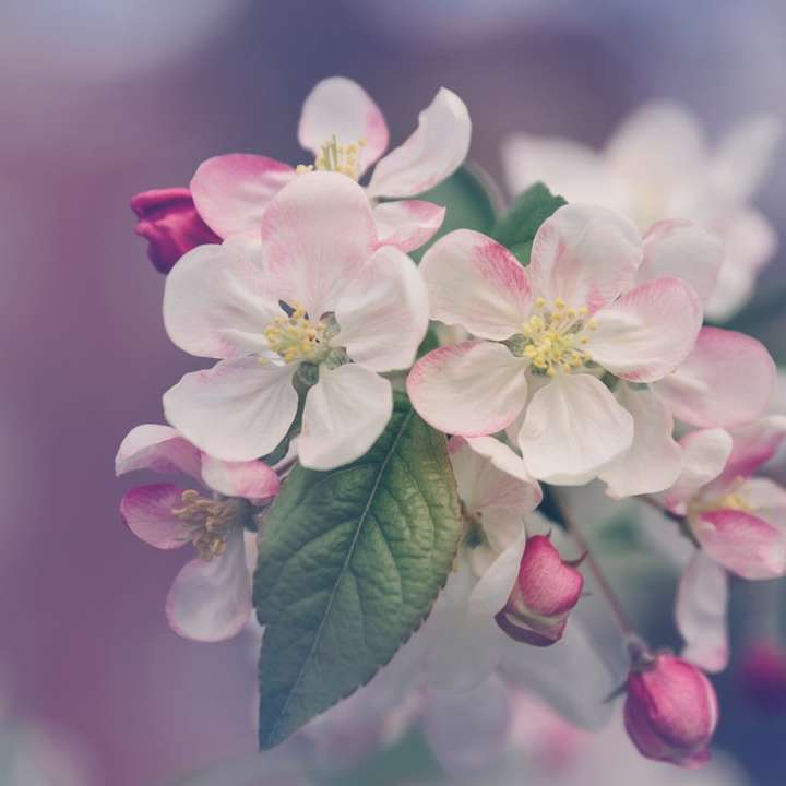 fotografia zbliżeniowa białego i różowego kwiatu o płatkach puzzle przesuwne online