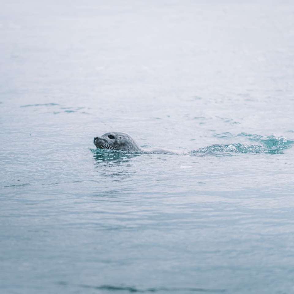 морски лъв във вода през деня онлайн пъзел