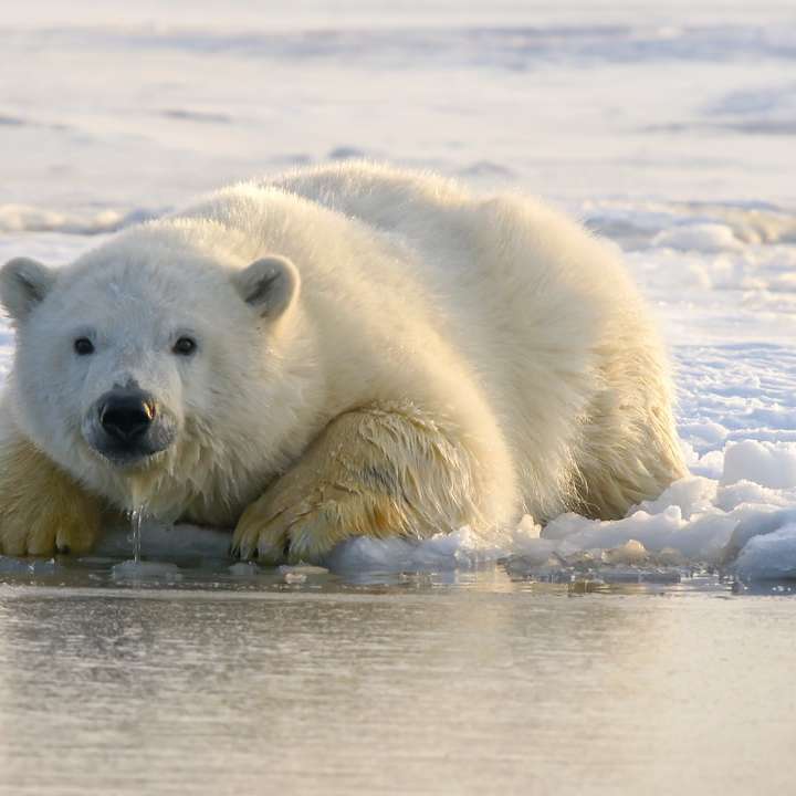 белый медведь на воде в дневное время онлайн-пазл