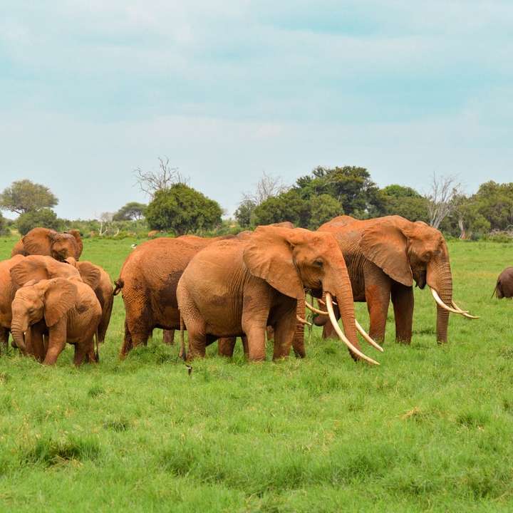 καφέ ελέφαντα στο πράσινο γρασίδι πεδίο συρόμενο παζλ online