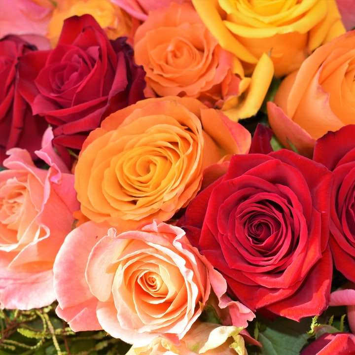 オレンジ、赤、ピンクのバラの花 スライディングパズル・オンライン