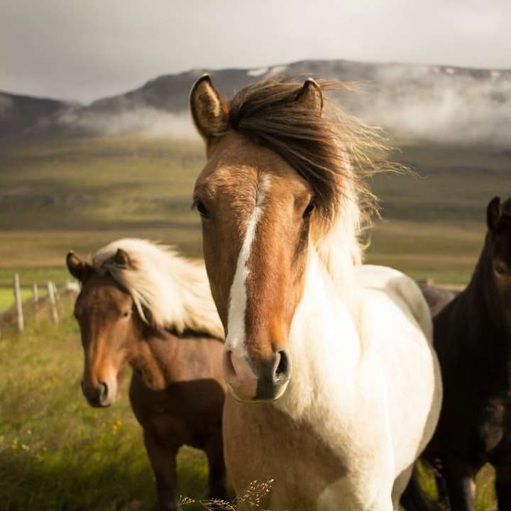 trzy różnokolorowe konie uciekające z góry puzzle online