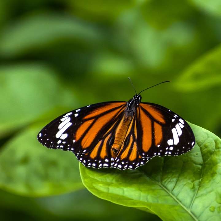 Monarch motyl siedzący na zielonym liściu puzzle online