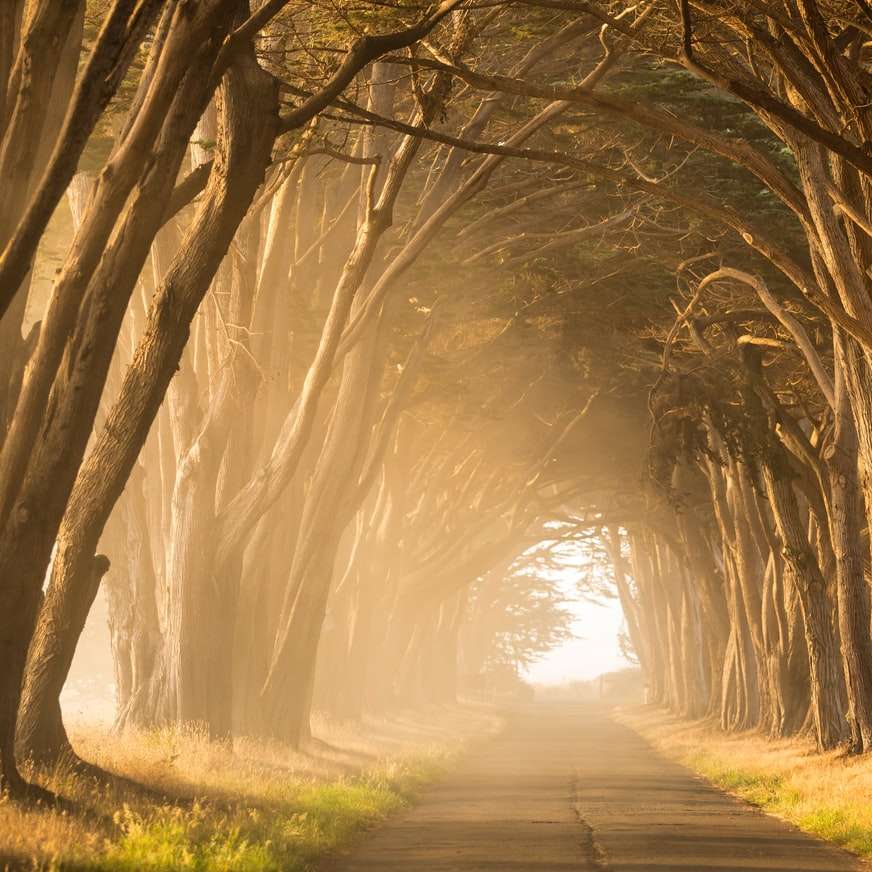stradă goală între copaci înalți în timpul orei de aur puzzle online